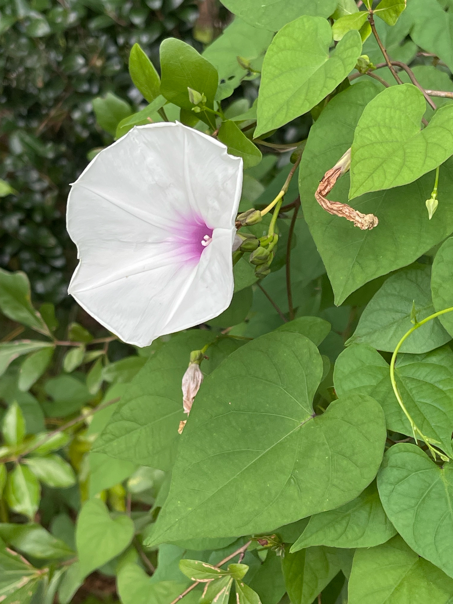 A white flower with a pink center blooms among green leaves.