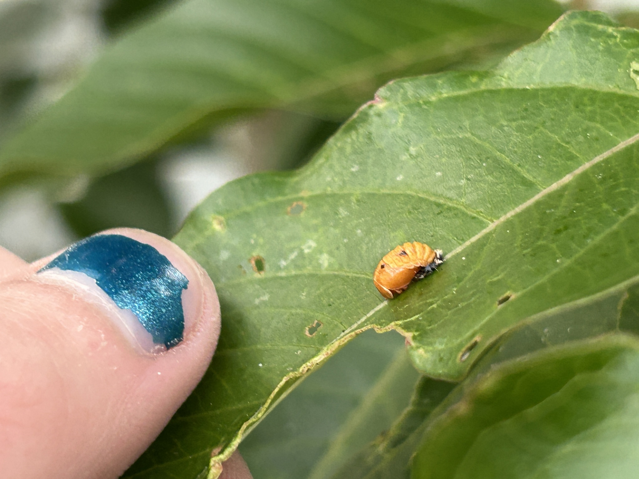 A finger with blue nail polish points at an orange insect on a green leaf.