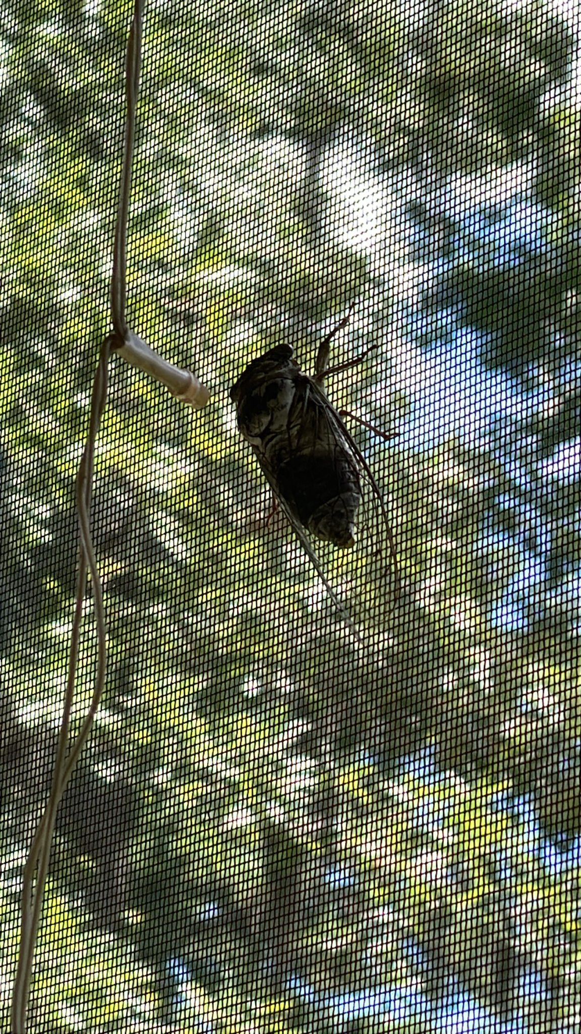 A cicada clings to a window screen, with blurred green foliage in the background.