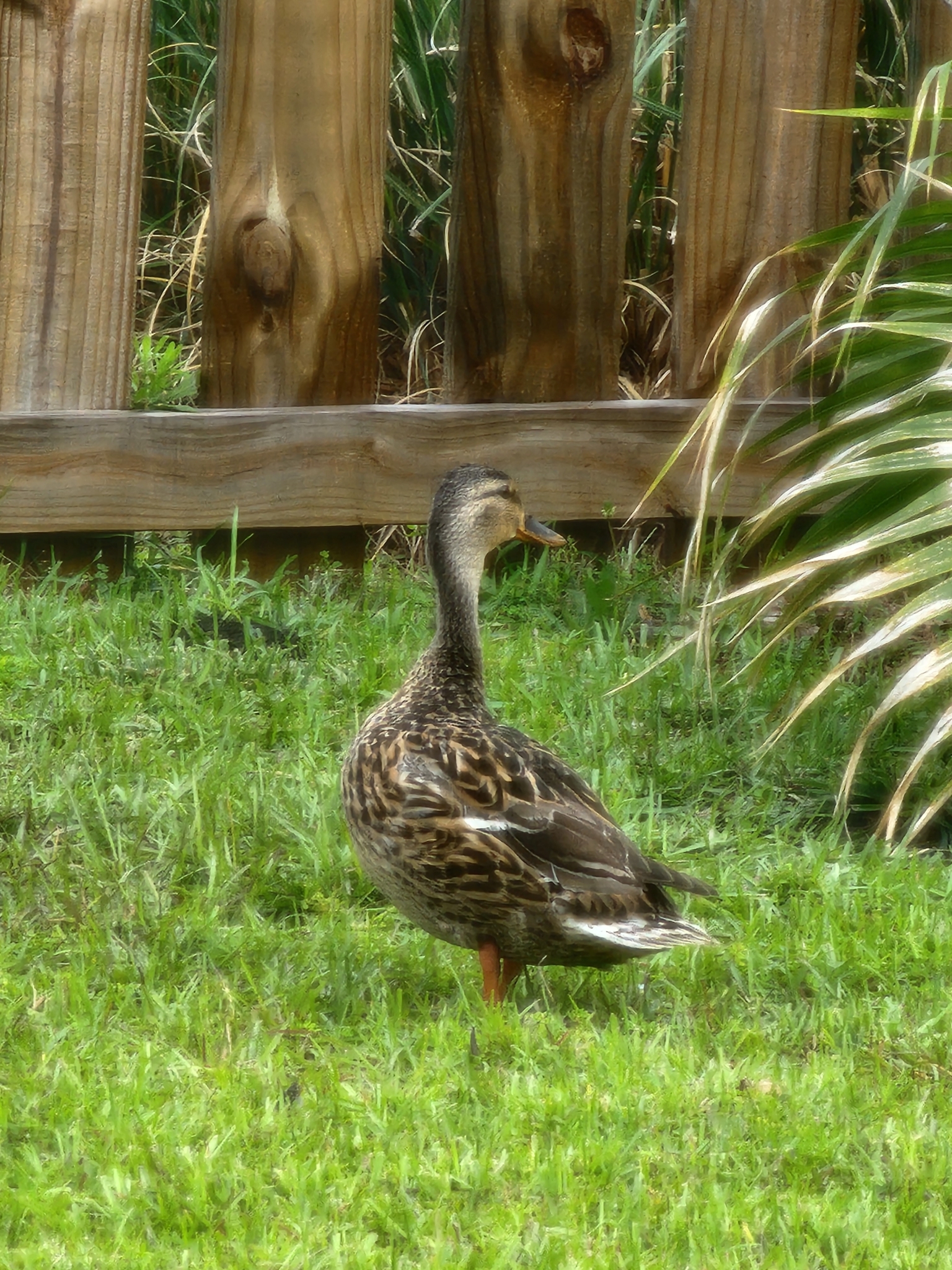 A brown duck stands on green grass near a wooden fence.