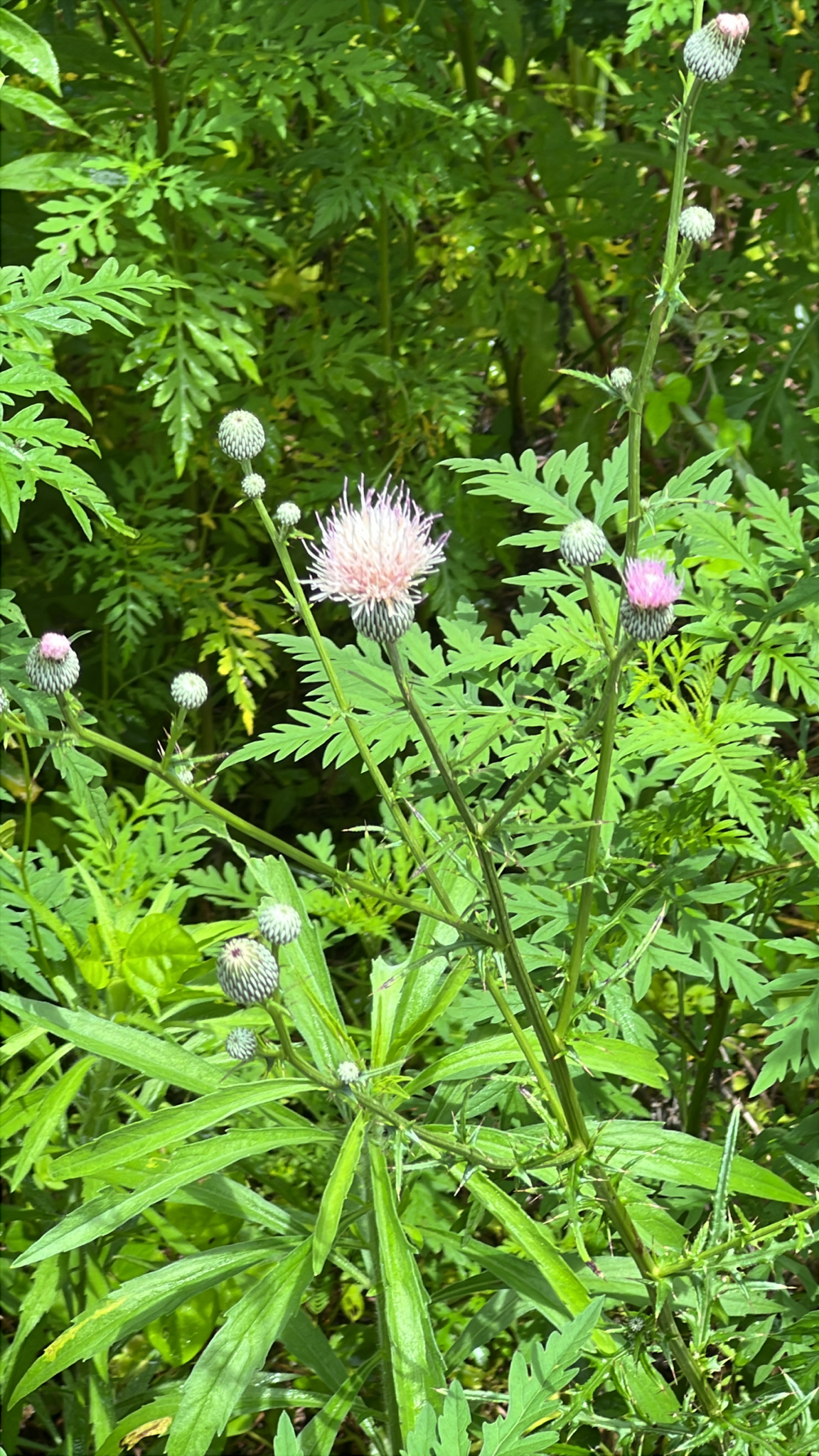 Thistle plants with pink and white flowers surrounded by green foliage.