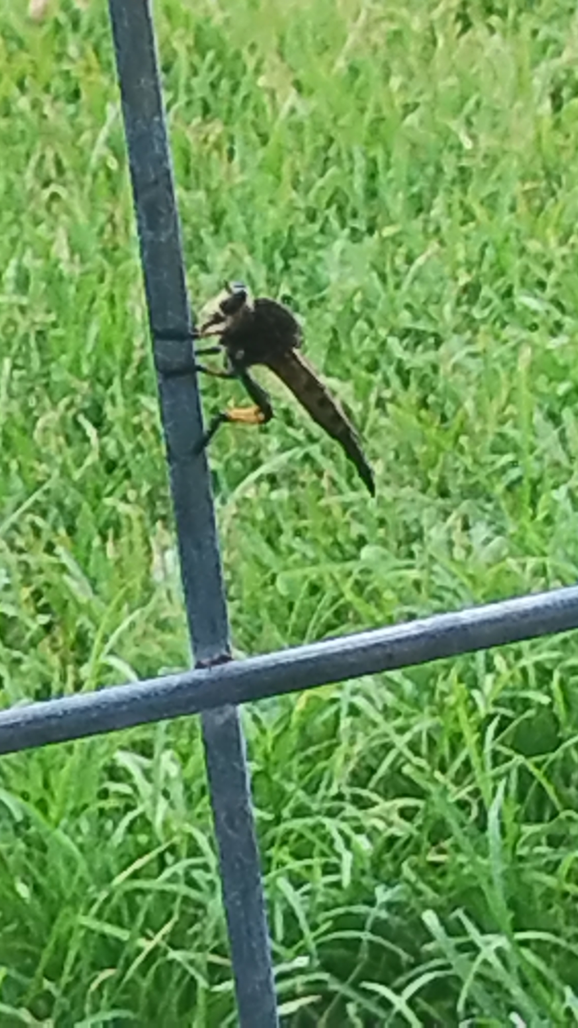 A dragonfly perches on a metal fence, surrounded by green grass.