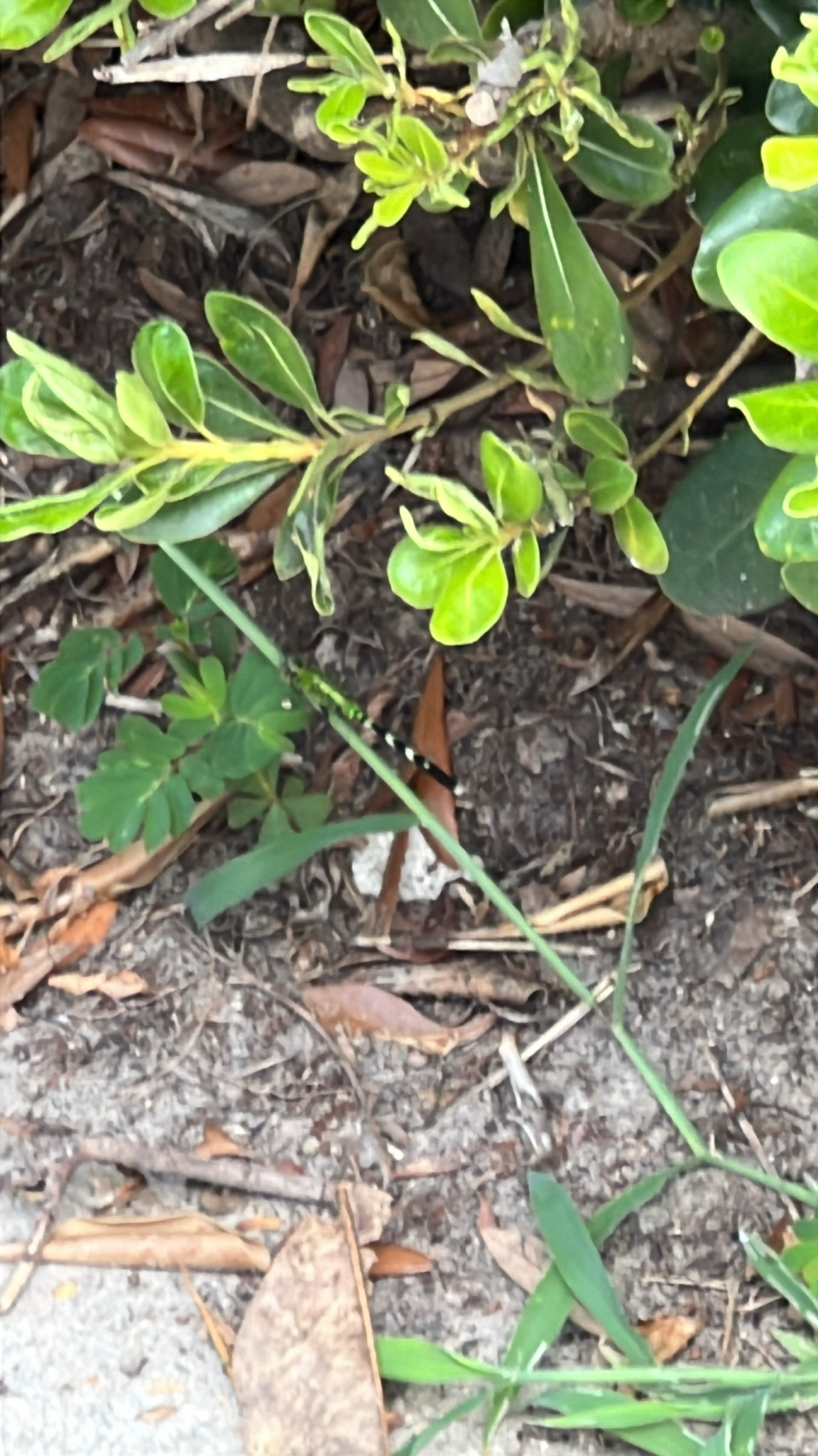 Green leaves and small plants grow among soil and fallen leaves. A blurred object is partially visible.