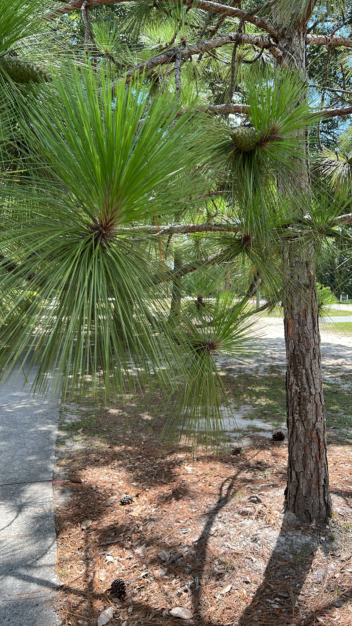 Long green pine needles and cones hang from a tree, casting shadows on a gravel path.