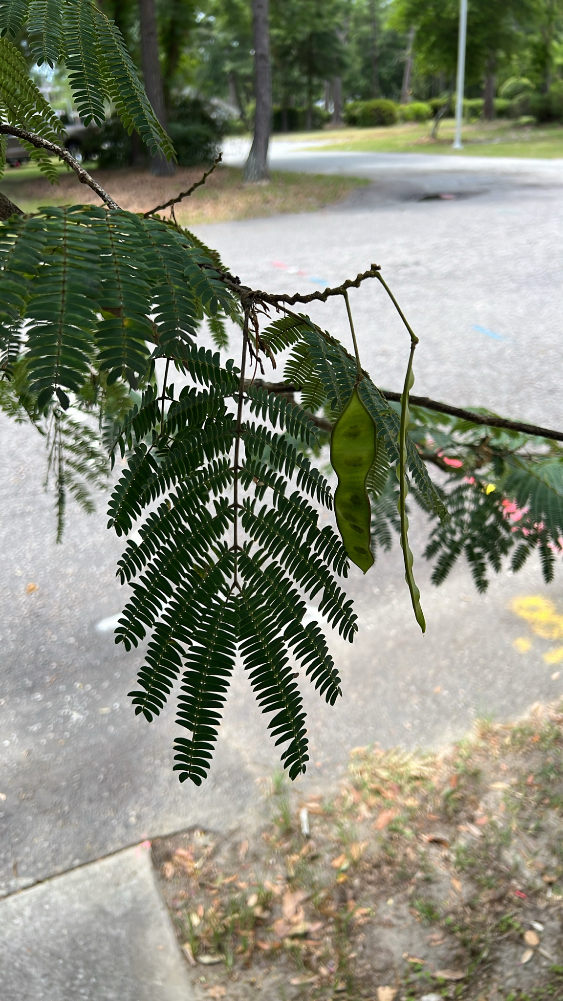 Green fern leaves with seed pods hang from a branch, set against a blurred background of a pathway.