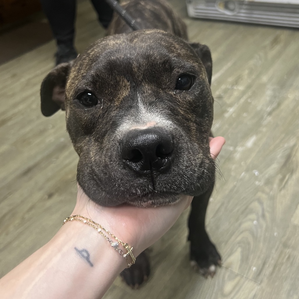 A close-up of a dog resting its head in a person's hand, with a tattoo visible on the wrist.