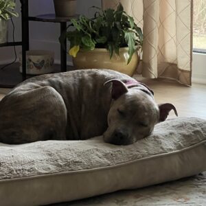 A sleeping dog curled up on a pet bed, surrounded by plants and natural light.