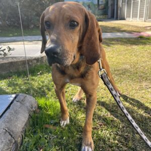 A brown dog stands on grass, wearing a leash, looking curiously at the camera.