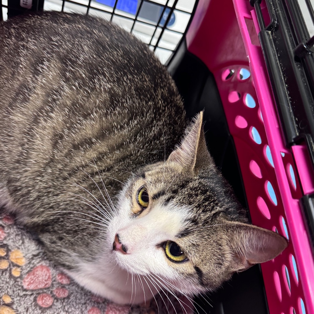 A gray and white cat curls up inside a pink pet carrier, looking curiously at the camera.