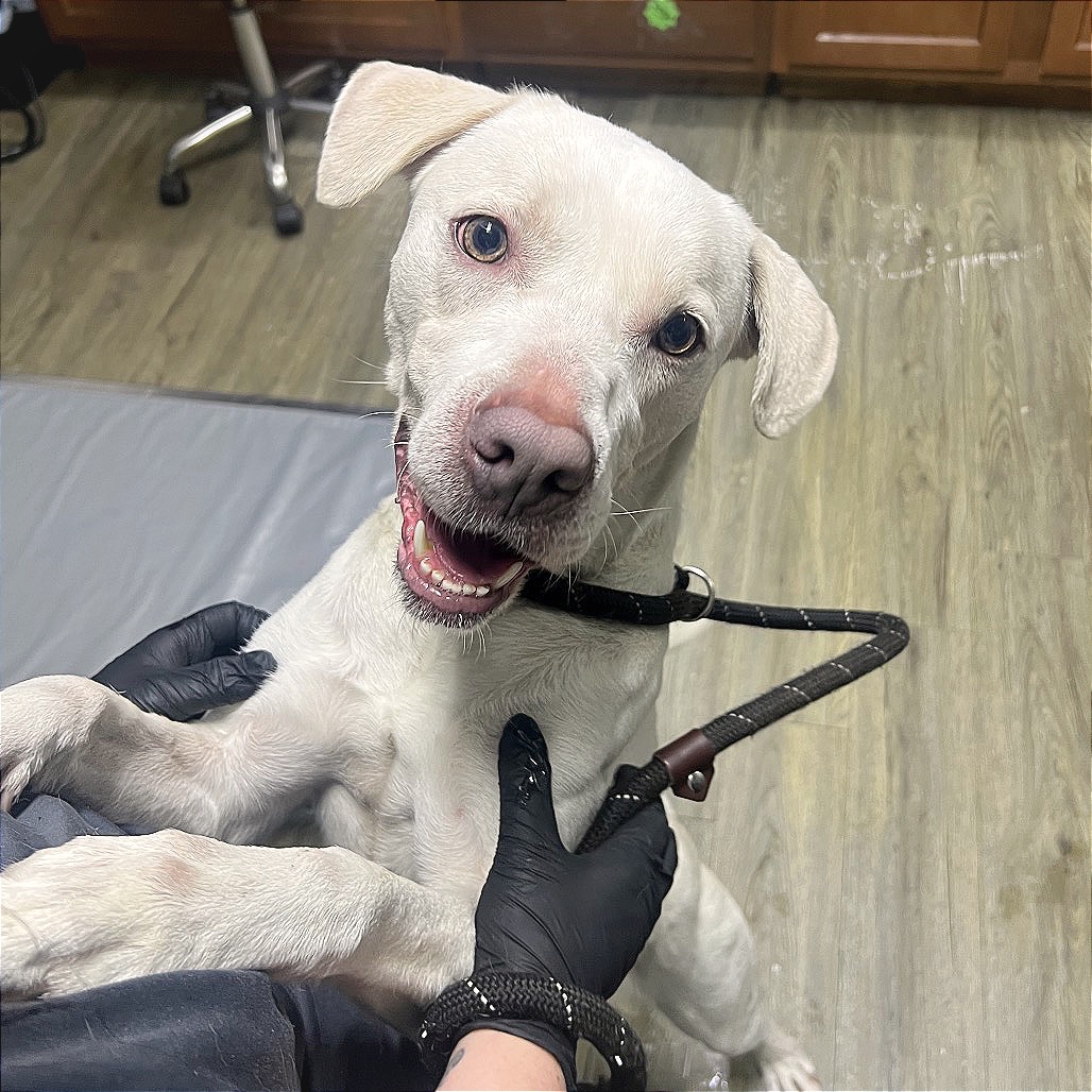 A smiling white dog is held by a person wearing black gloves in a veterinary setting.