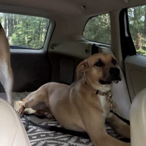 Two dogs sit in the back of a vehicle, one lying down and the other partially visible.