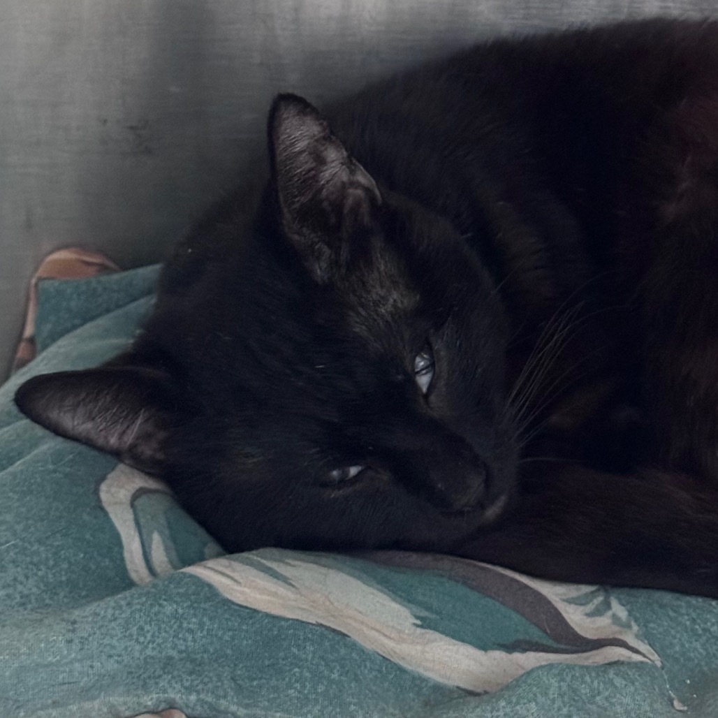 A black cat rests on a patterned blanket, eyes partially closed.