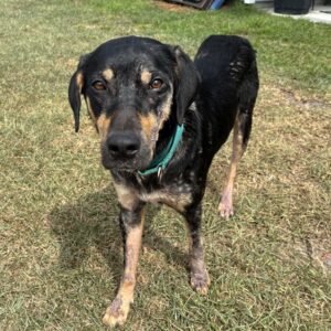 A black and tan dog stands on grass, looking directly at the camera with a curious expression.