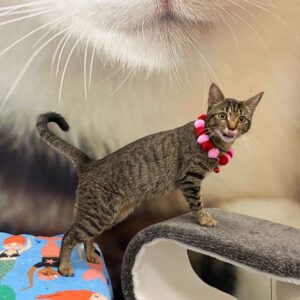 A playful tabby cat with a pink collar stands on a cat tree, licking its lips.