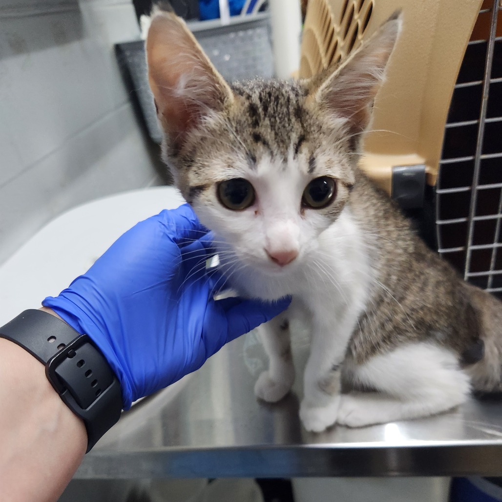 A person in a blue glove gently touches a small, curious kitten on a metal table.