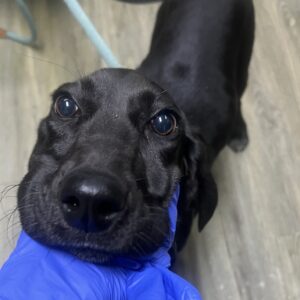 A person in blue gloves gently holds a black dog's face, focusing on its eyes.
