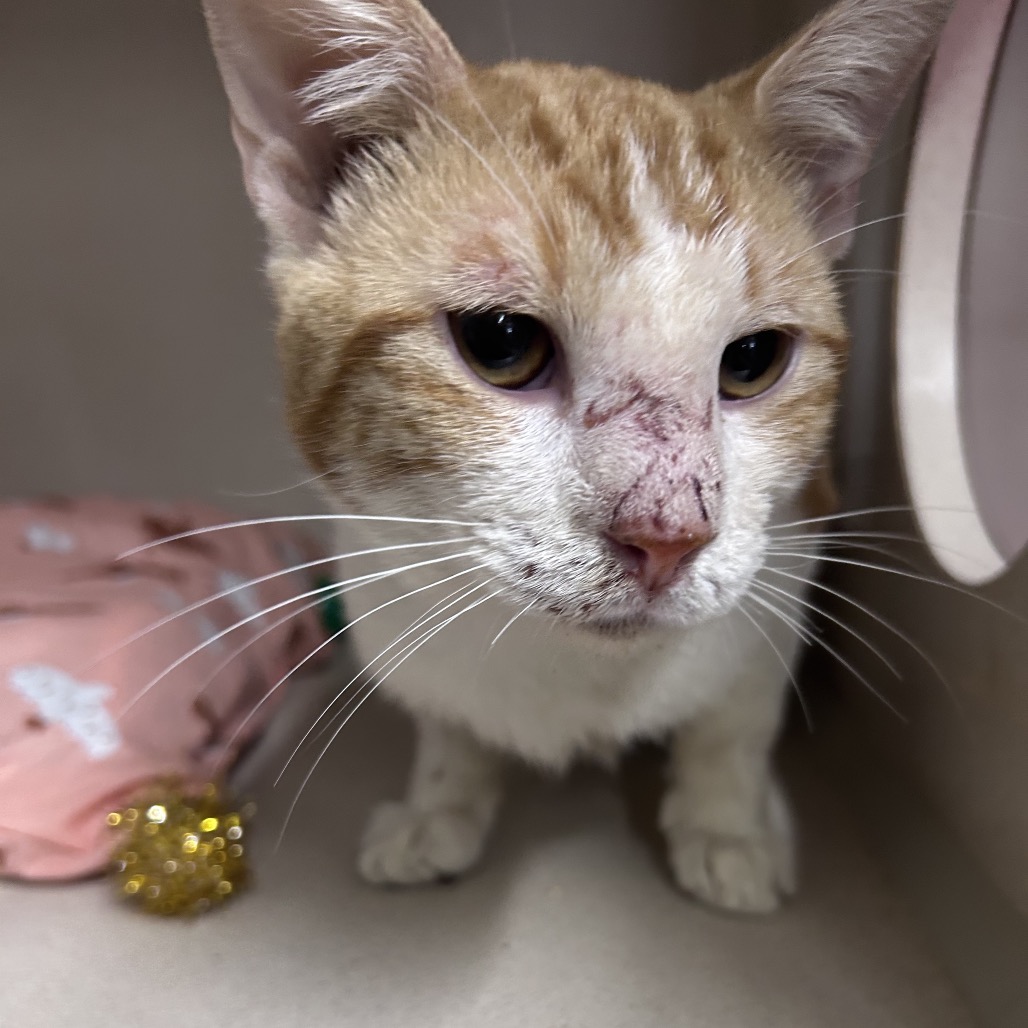 A close-up of an orange and white cat with a scratched nose, sitting near a pink object and a shiny ball.