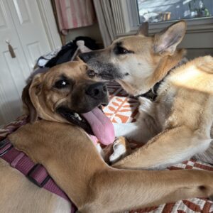 Two dogs relax together on a patterned blanket, one playfully sticking out its tongue.