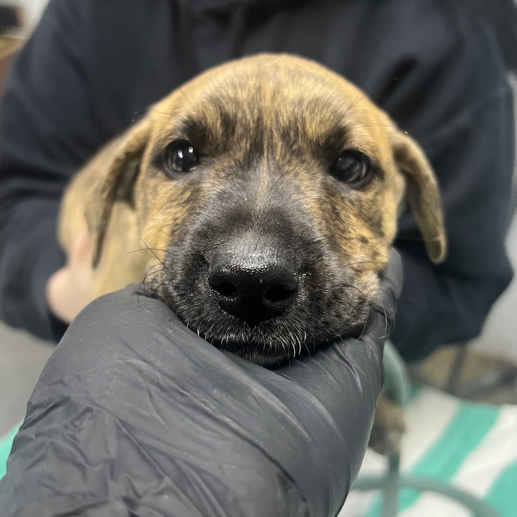 A close-up of a puppy's face being held by a person wearing a black glove.