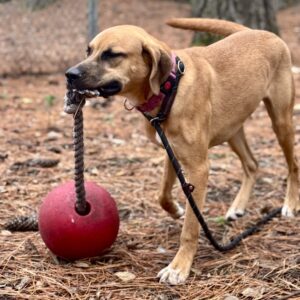 A dog holds a rope attached to a large red ball while standing on pine needles.