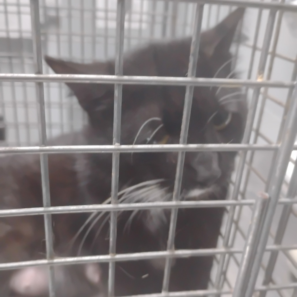 A black cat with white whiskers sits inside a metal cage, looking out.