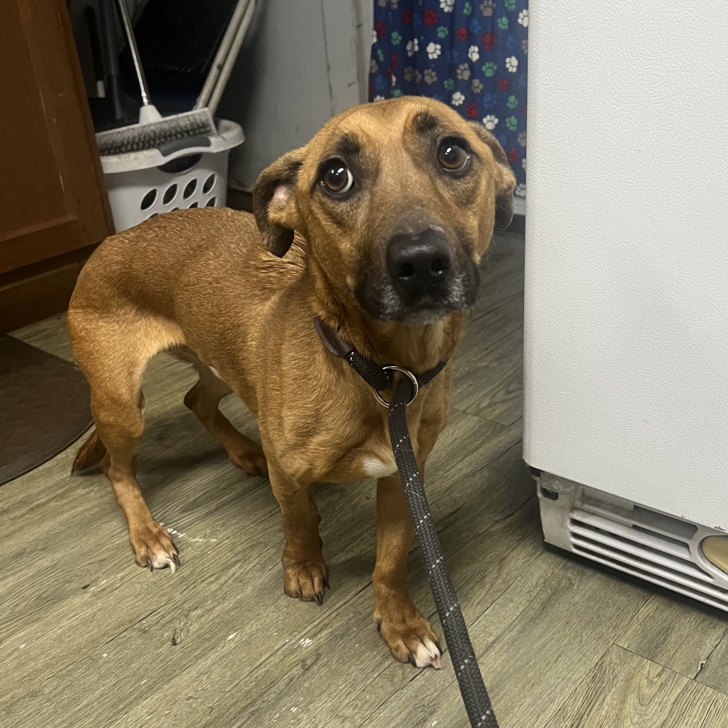 A small brown dog stands on a floor, looking up with big eyes, attached to a leash near a refrigerator.