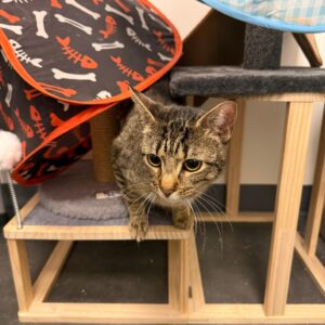 A tabby cat peers out from a wooden cat tree with colorful fabric covers.