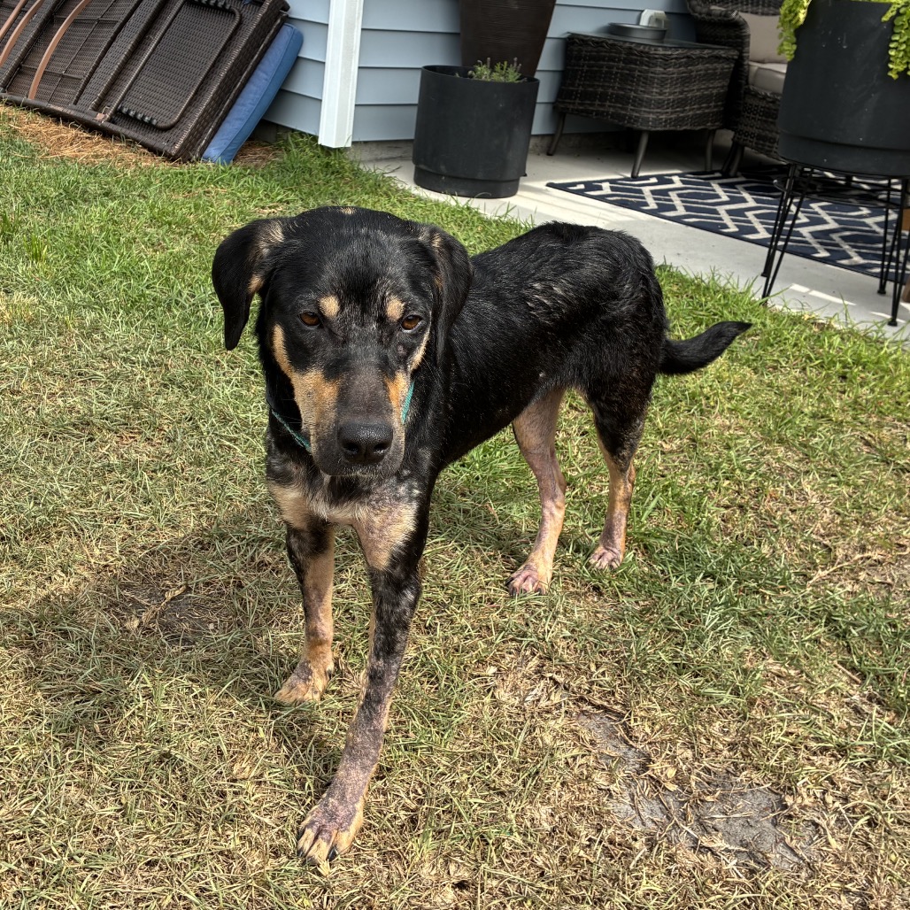 A black and tan dog stands on grass, looking toward the camera with a curious expression.