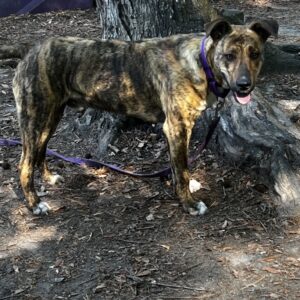 Brindle dog stands beside a tree, wearing a purple collar and leash, looking curiously at the camera.