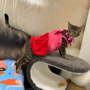 A dressed tabby cat stands on a scratching post, wearing a pink outfit and a collar with bells.