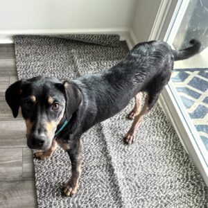 A black and brown dog stands on a rug, looking curiously at the camera near a window.