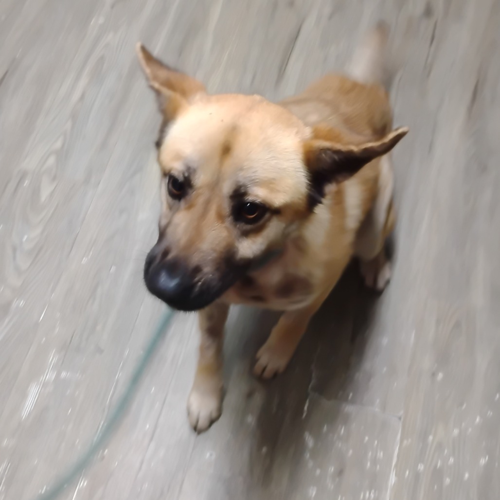 A light brown dog stands on a wooden floor, looking curiously at the camera.
