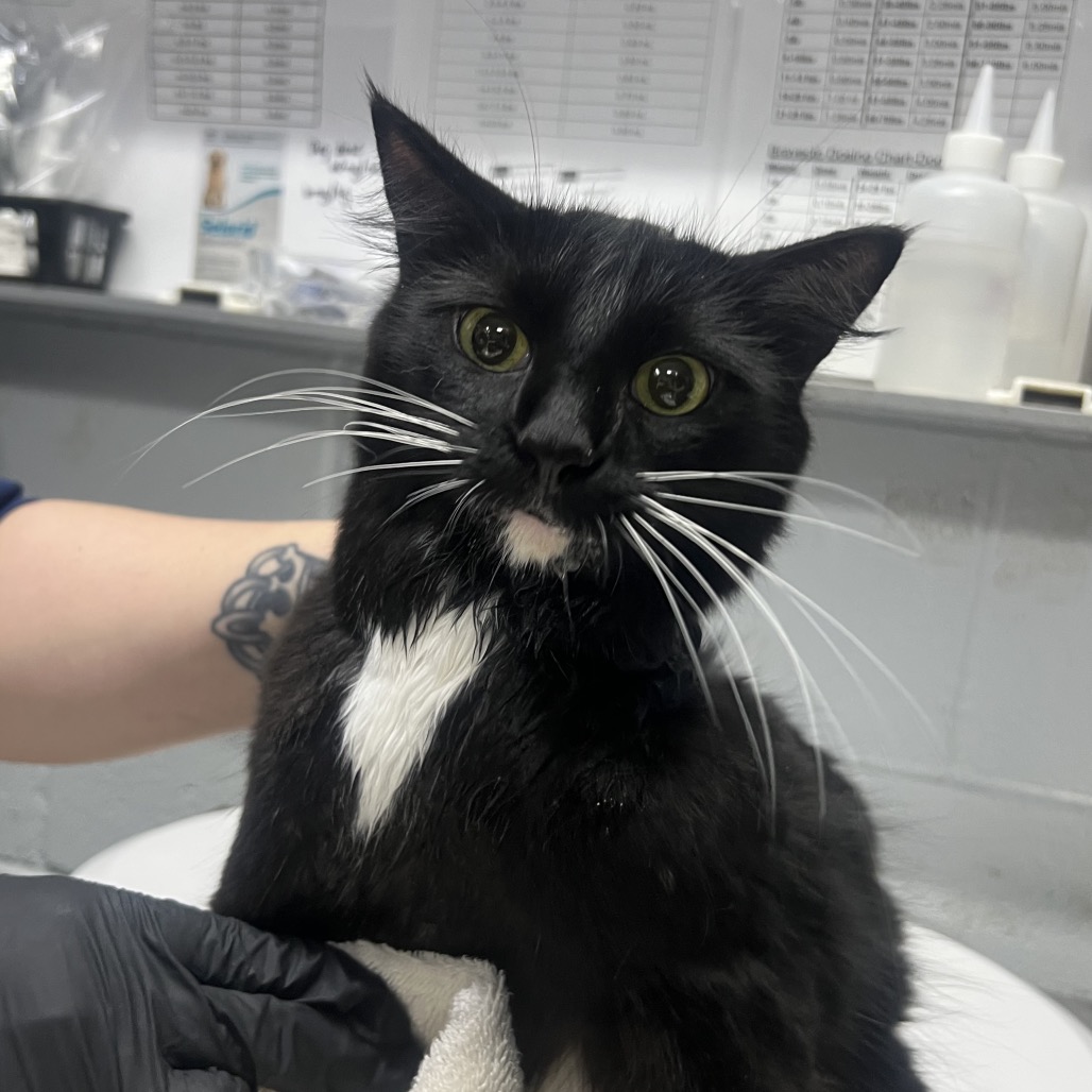 A black and white cat with large eyes sits on a table, held gently by a person wearing a black glove.