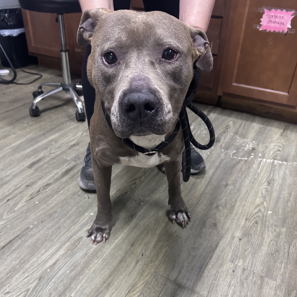 A gray dog with a black leash stands on a wooden floor, looking directly at the camera.