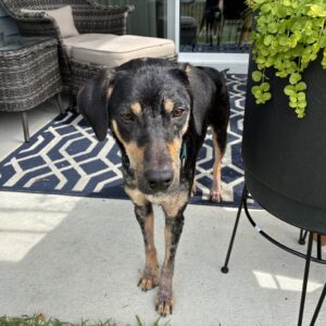 A black and brown dog stands on a patio near a potted plant and wicker furniture.