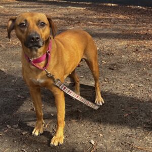 A brown dog with a pink collar stands on dirt, looking curiously at the camera.