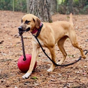 A brown dog walks with a red ball on a rope in a forested area covered with pine needles.