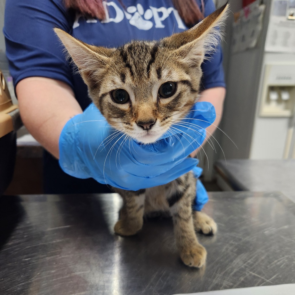 A person in blue gloves holds a small, striped kitten on a metal table.