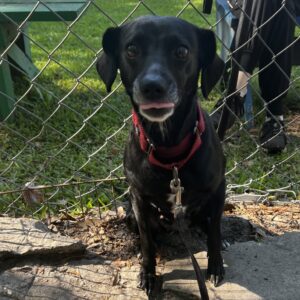 A small black dog sits on a path, sticking out its tongue, with a chain-link fence and grass in the background.