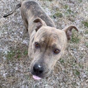 A brown dog with a short coat and snowflakes on its nose looks up with its tongue out.