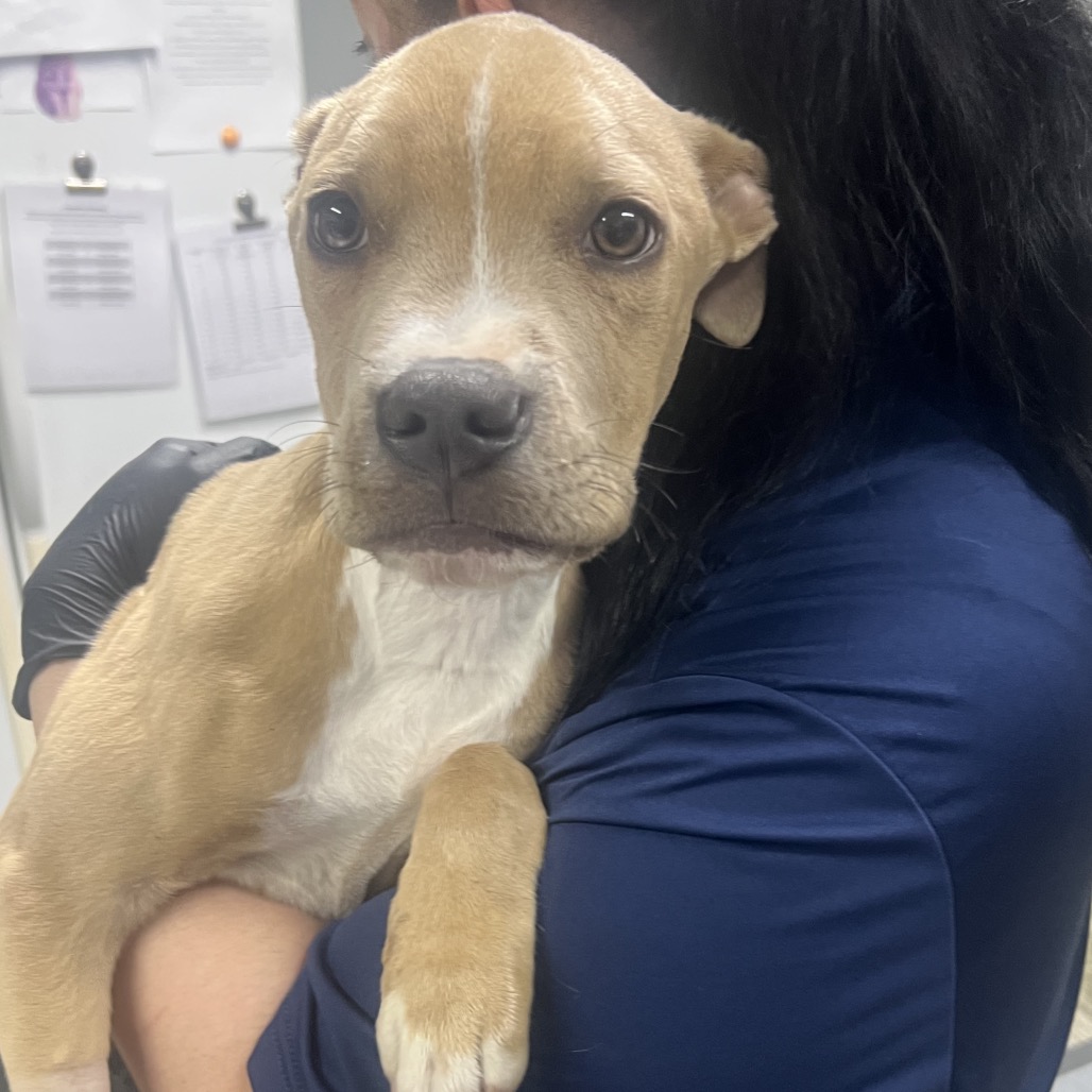A person holds a brown and white puppy close, with documents visible in the background.