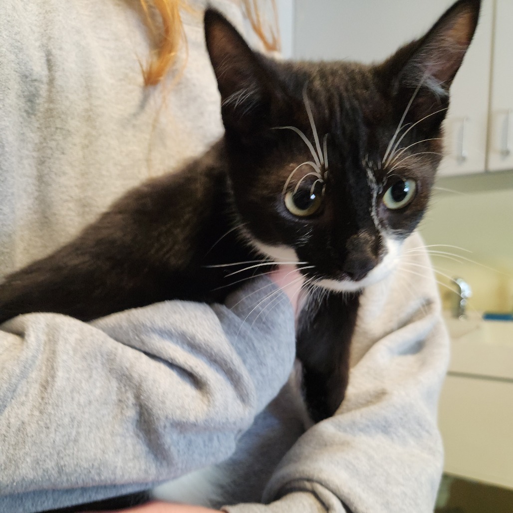 A person holds a black and white kitten, which looks curiously at the camera.