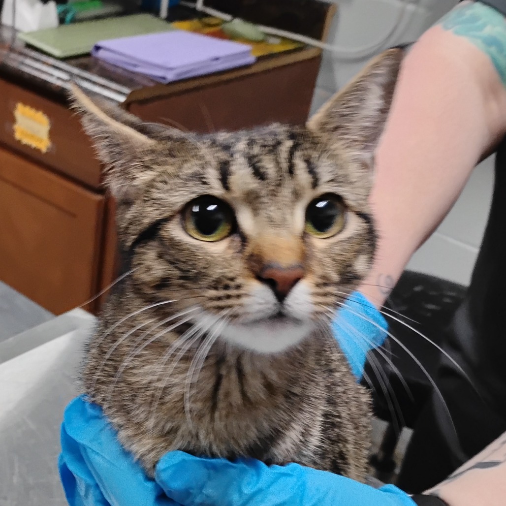 A tabby cat is held by a person wearing blue gloves in a veterinary setting.