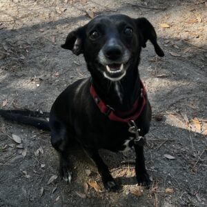 A black dog with a red harness sits on the ground, looking up and smiling.