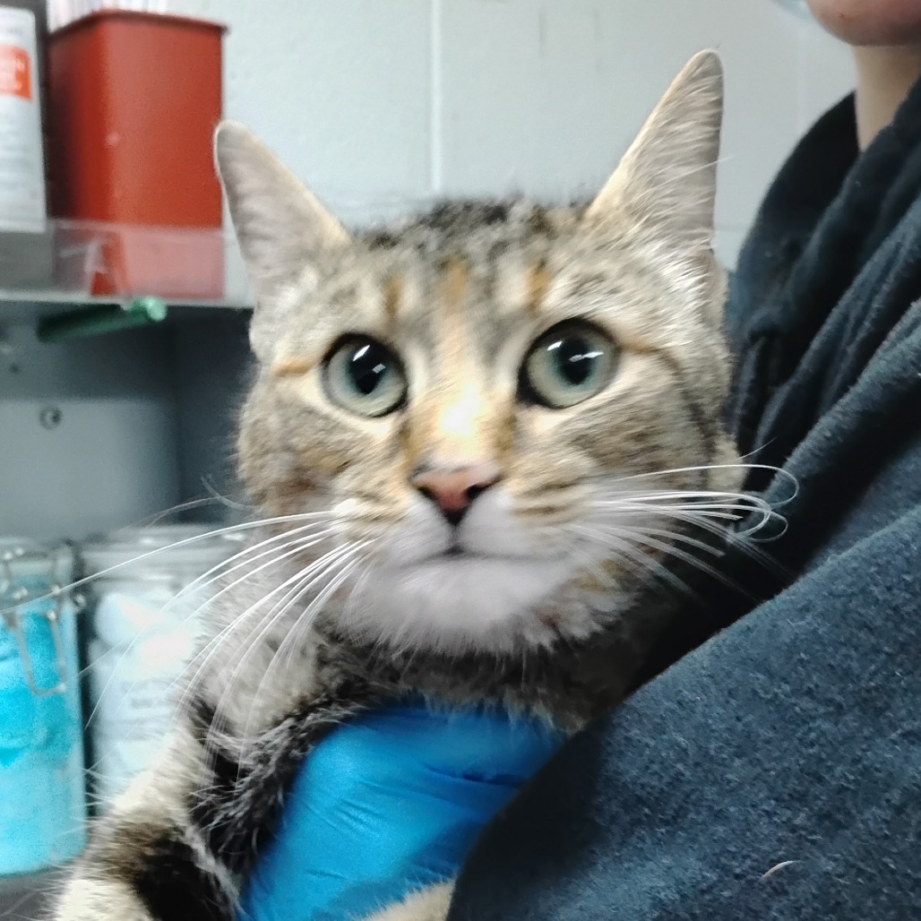 A person holds a calico cat close, with a concerned expression in a clinical setting.