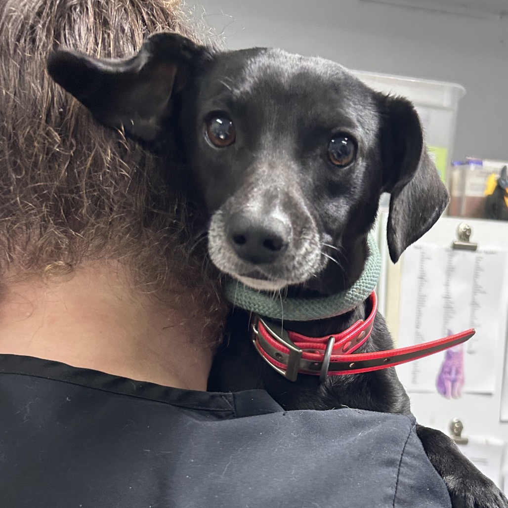 A small black dog is held against a person's shoulder, looking curiously at the camera.