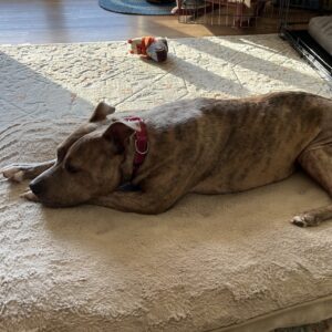 A brown and brindle dog lies on a soft blanket, looking relaxed. A toy is in the background.