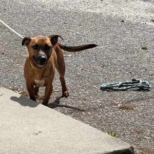 A brown dog stands on a gravel surface, looking towards the camera with a leash attached. A rope lies nearby.