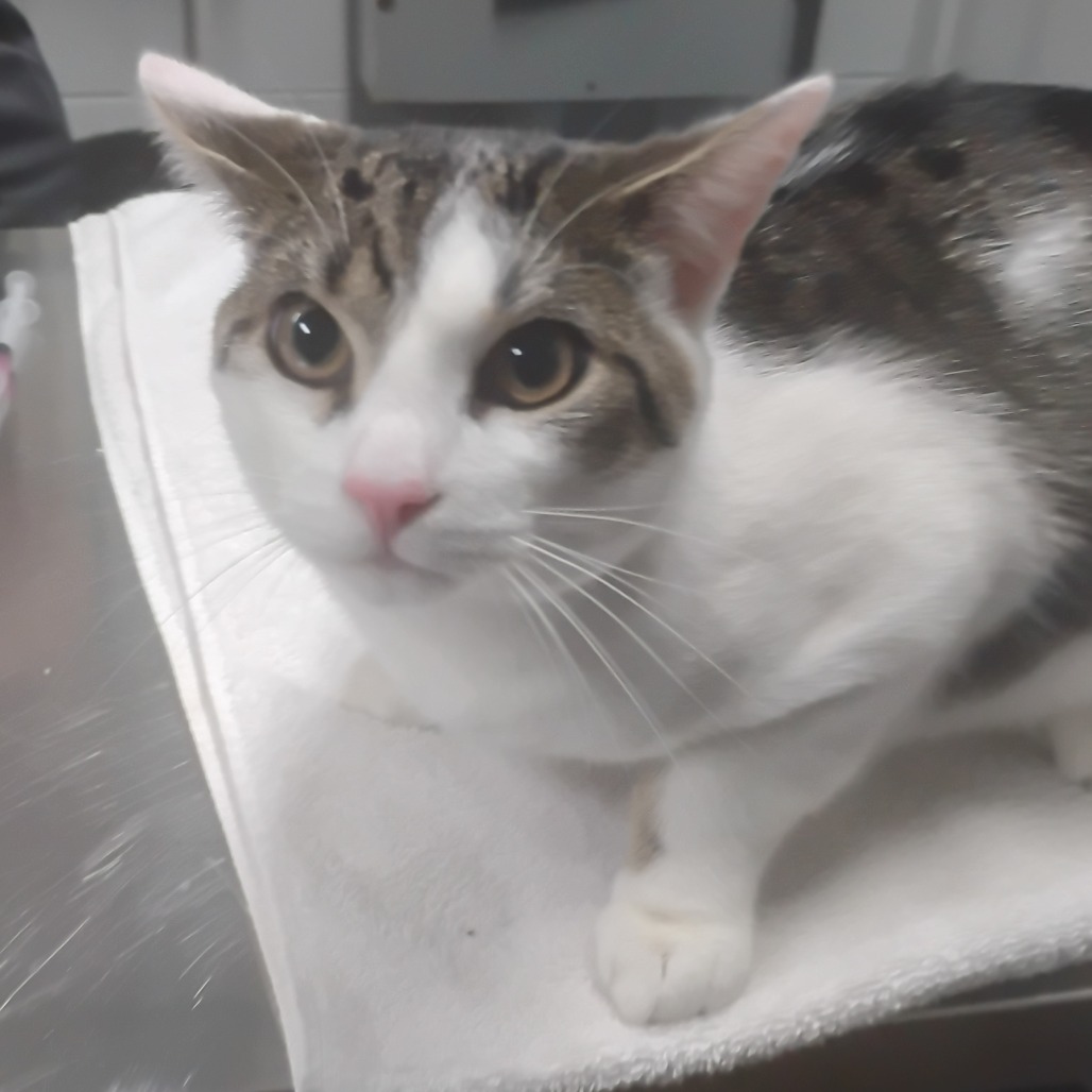 A close-up of a white and gray cat sitting on a towel, looking curiously at the camera.