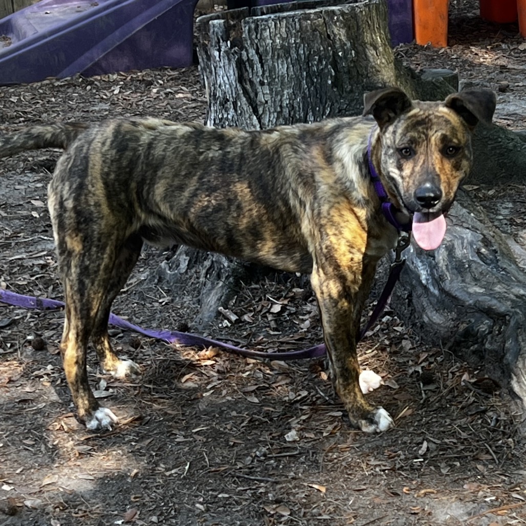 Brindle dog stands on a dirt surface, wearing a purple leash, with a playful expression.